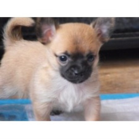Chihuahua Breeder in Tofield, Alberta