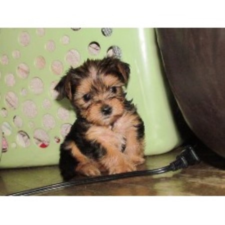 Yorkshire Terrier Breeder in Tofield, Alberta