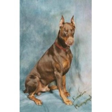 king doberman puppies for sale king shepherd puppies for sale from king shepherd breeders breeds picture king doberman puppies for sale king shepherd puppies for sale from king shepherd breeders breeds picture
