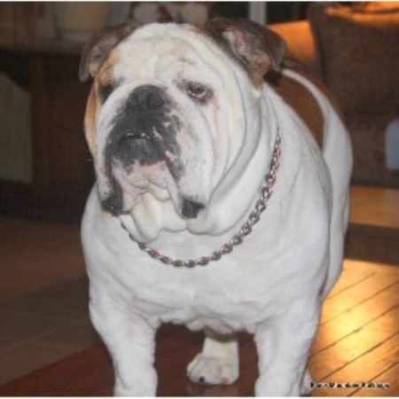 English Bulldog Breeder in San Francisco, California