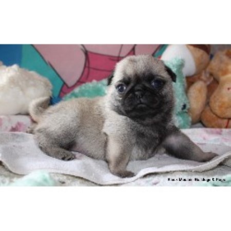 pug breeder california black mountain bulldogs pug breeder in san francisco california pug breeder california black mountain bulldogs pug breeder in san francisco california