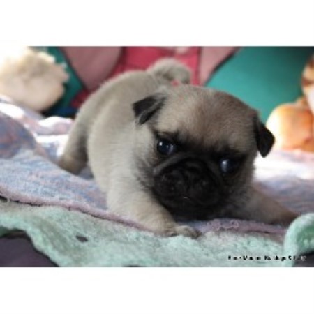 pugs for sale in alberta black mountain bulldogs pug breeder in san francisco pugs for sale in alberta black mountain bulldogs pug breeder in san francisco