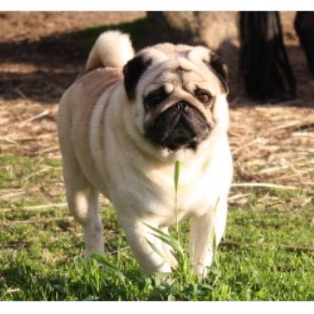 pug breeders sacramento ca pug breeders in california freedoglistings pug breeders sacramento ca pug breeders in california freedoglistings