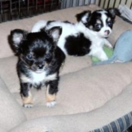 Small Dog Breeders In New Brunswick Small Dog Breeders In New Brunswick