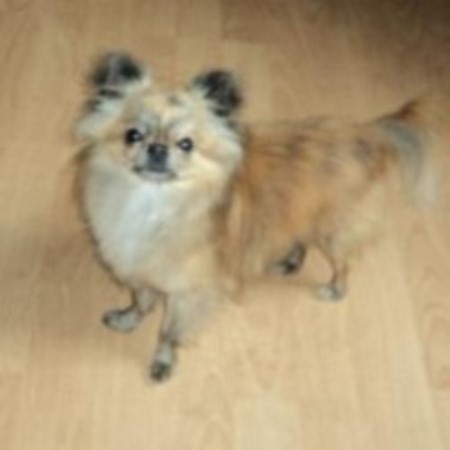 Chihuahua Breeder in Mansfield, Texas