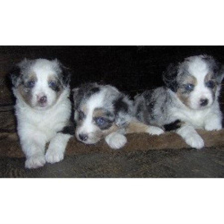 free puppies in dallas miniature australian shepherd aussie breeders and kennels freedoglistings page 7 free puppies in dallas miniature australian shepherd aussie breeders and kennels freedoglistings page 7