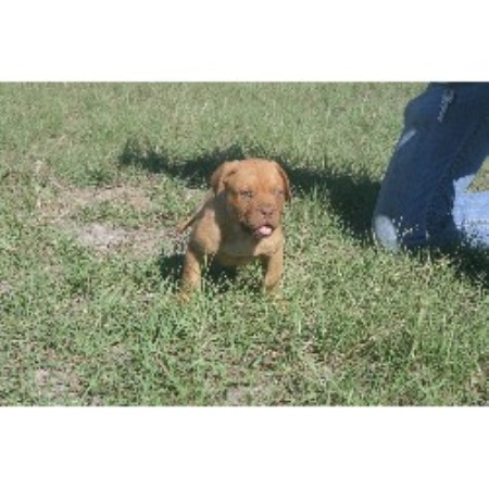 Dogue De Bordeaux Breeder in Chandler, Texas