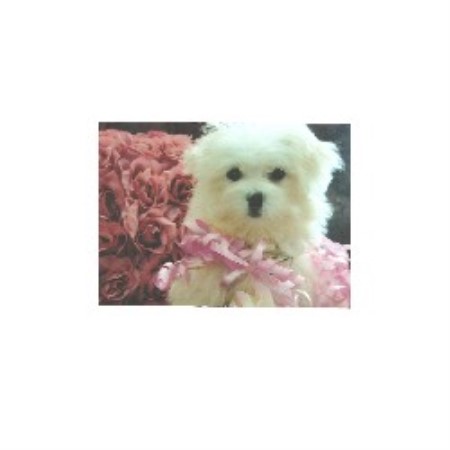 Maltese Breeder in Atlanta, Georgia
