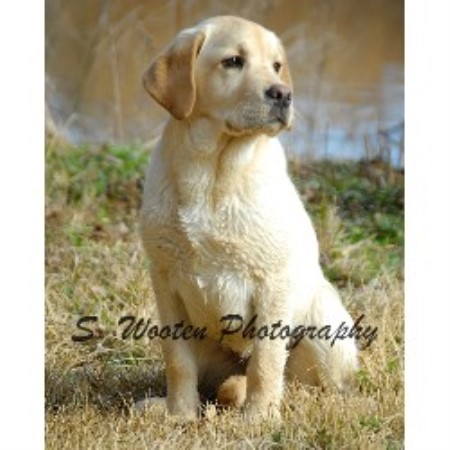 Labrador Retriever Breeder in Rembert, South Carolina