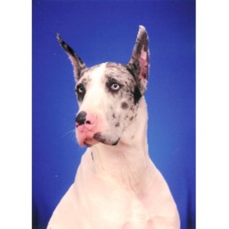 Great Dane Breeder in Holly Springs, Mississippi