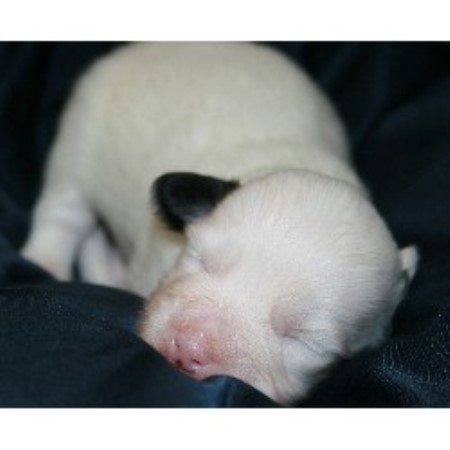 Coton De Tulear Breeder in Maricopa, Arizona