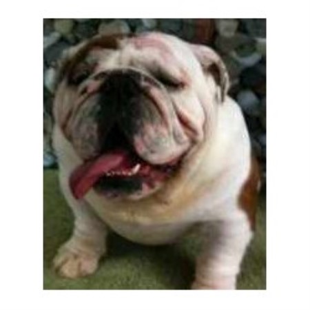 English Bulldog Breeder in Las Vegas, Nevada