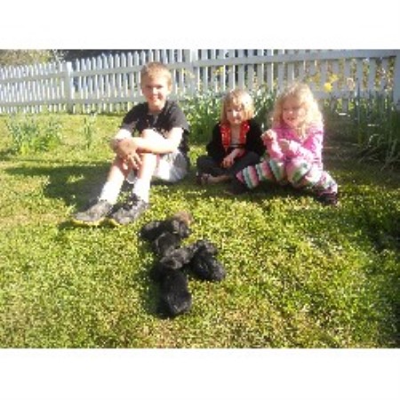 Labradoodle Breeder in Tualation, Oregon