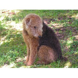 Airedale Terrier Stud in Oregon