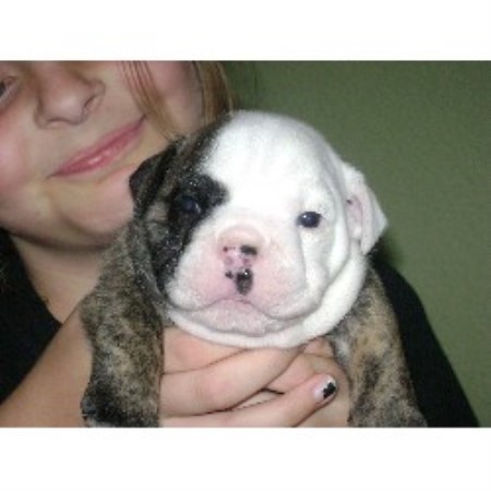 English Bulldog Breeder in Royse City, Texas