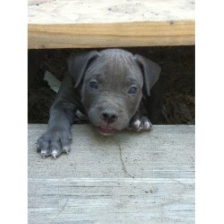 American Pit Bull Terrier Breeder in Bryan, Texas
