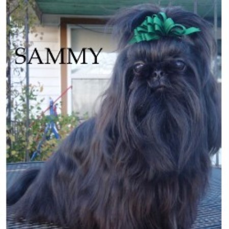 Shih Tzu Breeder in Pittsburg, Kansas