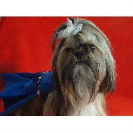 shih tzu breeders in kansas dan pamel tilley shih tzu breeder in pittsburg kansas listing id 18690 shih tzu breeders in kansas dan pamel tilley shih tzu breeder in pittsburg kansas listing id 18690