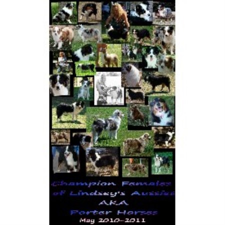 Miniature Australian Shepherd Breeder in Lawton, Oklahoma