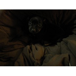 Rat Terrier Breeder in Farmington Hills, Michigan