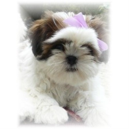 shih tzu rescue ga shih tzu of shih tzu breeder in ocilla listing id breeds picture shih tzu rescue ga shih tzu of shih tzu breeder in ocilla listing id breeds picture