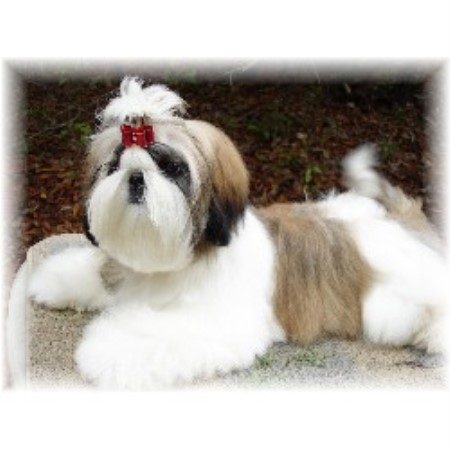 Shih+tzu+puppy+white