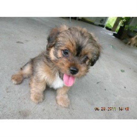 yorkies for sale in kansas city area terrier rescue in maine breeds picture yorkies for sale in kansas city area terrier rescue in maine breeds picture