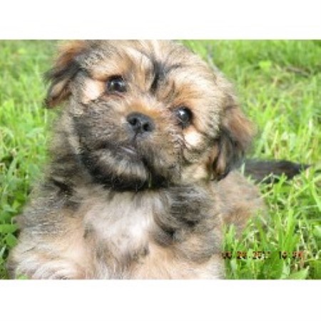 yorkie puppies in iowa yorkinese to cuddle terrier breeder in stuart iowa 50250 freedoglistings yorkie puppies in iowa yorkinese to cuddle terrier breeder in stuart iowa 50250 freedoglistings