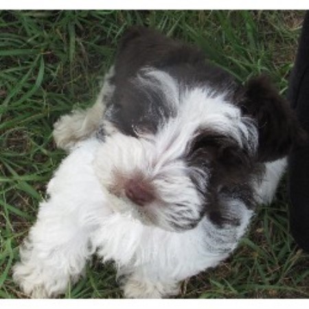 Bee Creek Kennel, Miniature Schnauzer Breeder Bee Creek Kennel, Miniature Schnauzer Breeder