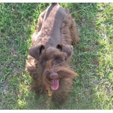 Miniature Schnauzer Breeder in Luverne, Alabama