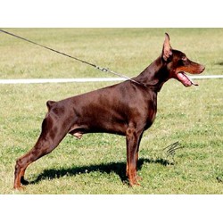 Doberman Pinscher Stud in California