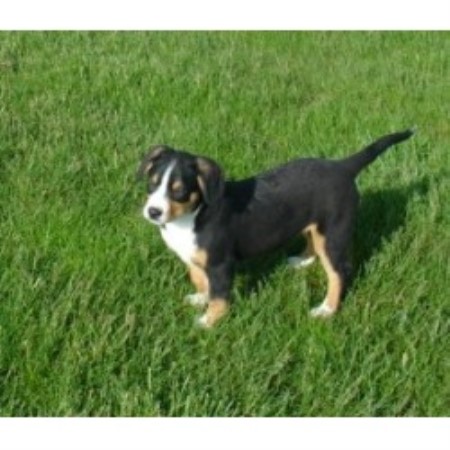 Entlebucher Sennenhund Breeder in Forest, Ohio