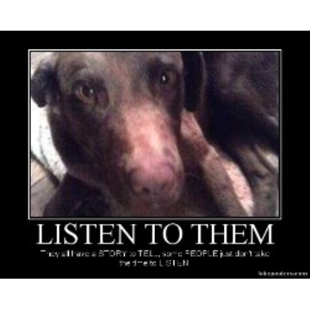 Trooper- Chocolate Lab Mix