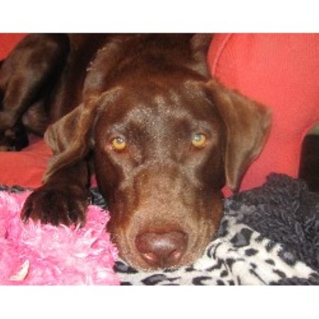 Labrador Retriever Breeder in Orange, Texas