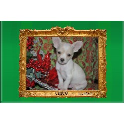 Chihuahua Breeder in Mission, Texas