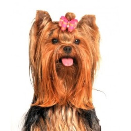 yorkie rescue florida florida maltese yorkie small rescue yorkie rescue florida florida maltese yorkie small rescue