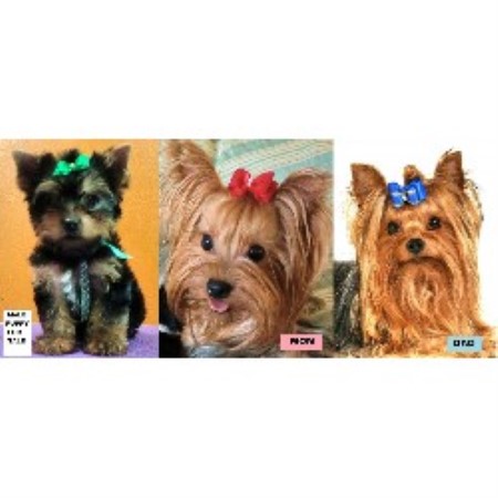free puppies pensacola fl american walker kennels terrier breeder in pensacola florida free puppies pensacola fl american walker kennels terrier breeder in pensacola florida