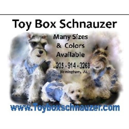 Miniature Schnauzer Breeder in Birmingham, Alabama