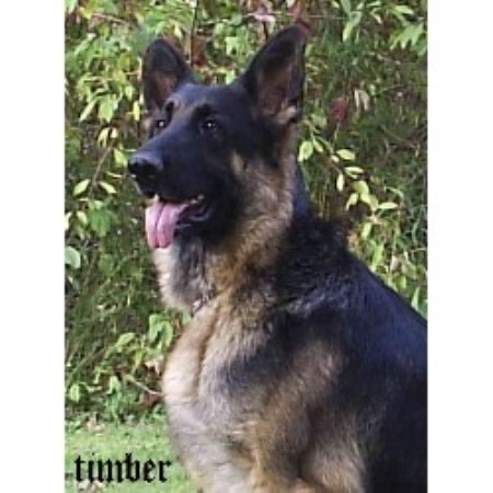 German Shepherd Dog Breeder in Koppel, Pennsylvania