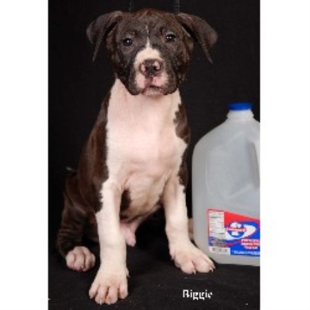 American Pit Bull Terrier Breeder in Shreveport, Louisiana
