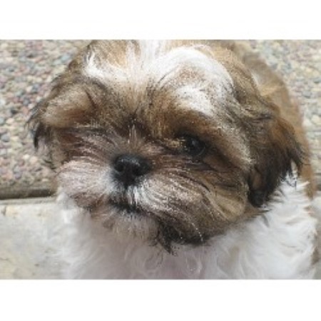 shih tzu breeder california lynda dieffenbach shih tzu breeder in dublin california listing id 18739 shih tzu breeder california lynda dieffenbach shih tzu breeder in dublin california listing id 18739