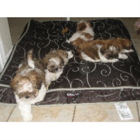 Lynda Dieffenbach, Shih Tzu Breeder in Dublin, California ...