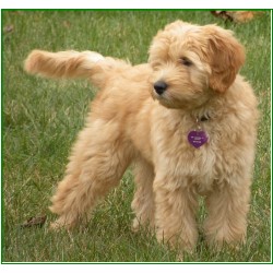 Goldendoodle Breeder in Cumming, Georgia