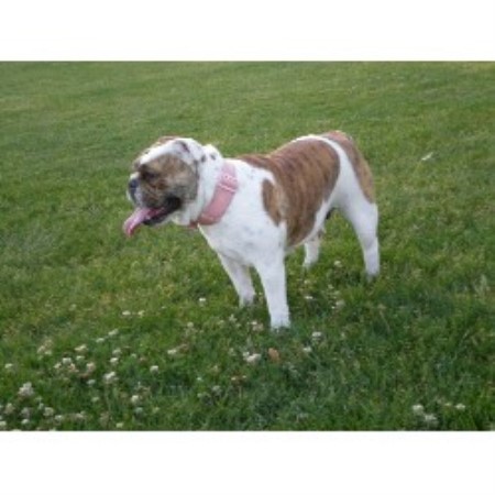 English Bulldog Breeder in Vallejo, California