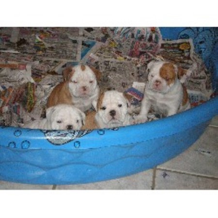 Rescue Dog Homes Near Me St Rescue Dog Homes Near Me St