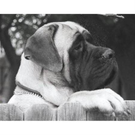 Mastiff Breeder in Bakersfield, California