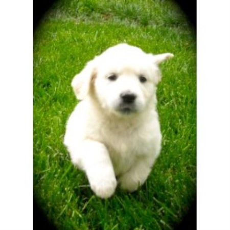 golden retriever breeders northern california northernlightgoldens golden retriever breeder in auburn golden retriever breeders northern california northernlightgoldens golden retriever breeder in auburn