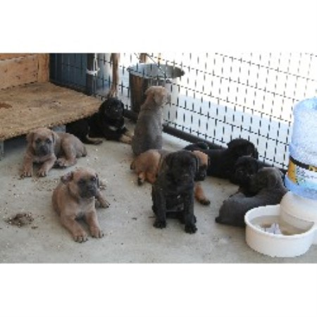 Mastiff Breeder in Tabor City, North Carolina
