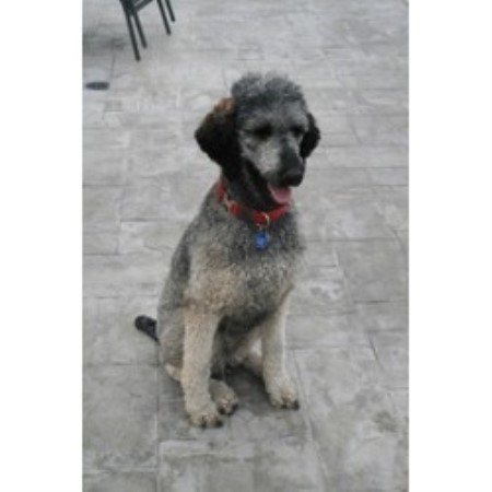 Dog Kennel For Sale Salt Lake City Dog Kennel For Sale Salt Lake City