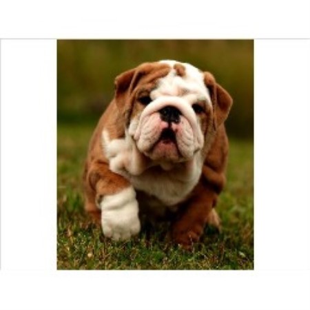 English Bulldog Breeder in Stirling, Ontario